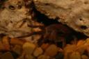 fiddler-crabs-007.jpg