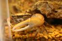 fiddler-crabs-feb-18-2008-220-450px.jpg