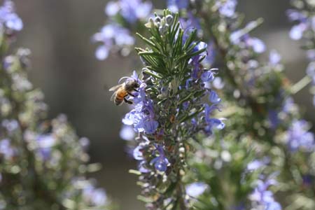 rosemary-with-bee-019-resized.jpg