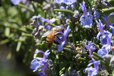 rosemary-with-bee-052-resized.jpg