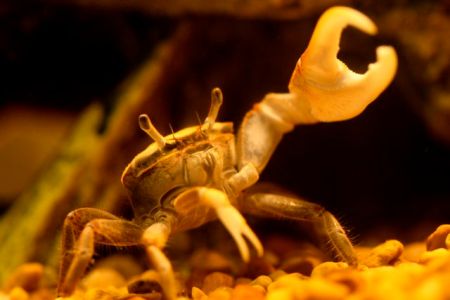 adm-byrd-waving-resize-for-cafe-press